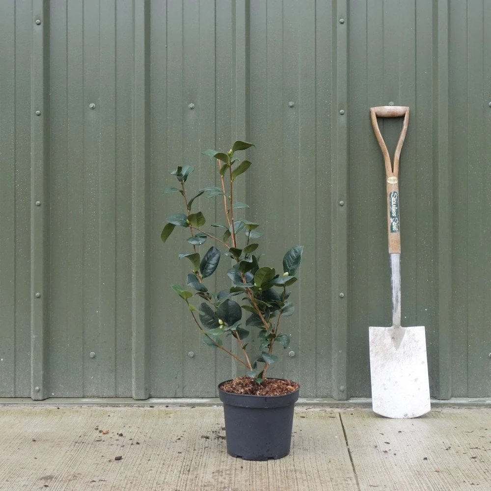 Camellia japonica 'Lady Campbell' Shrub - Image 3