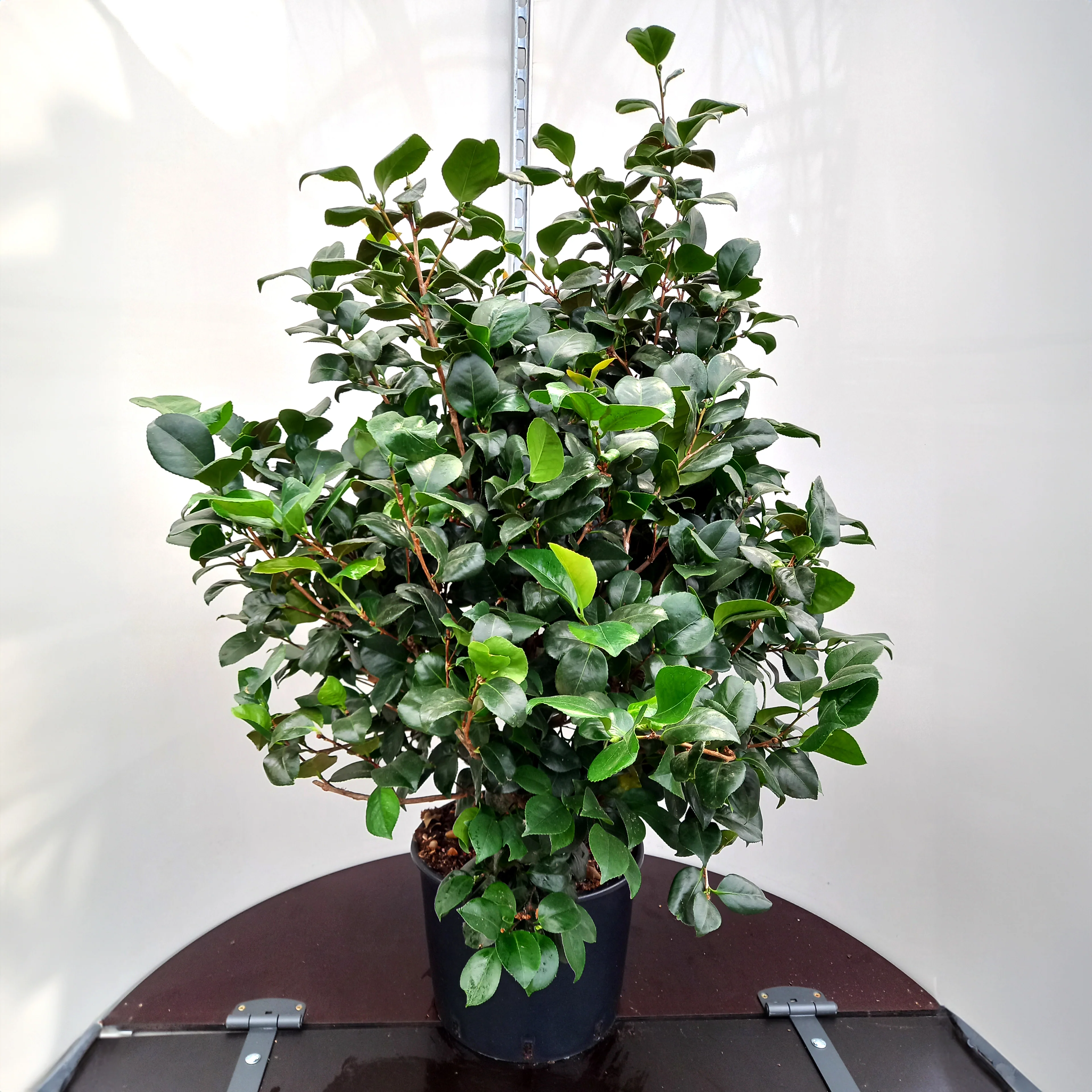 Camellia japonica 'Lady Campbell' Shrub - Image 4