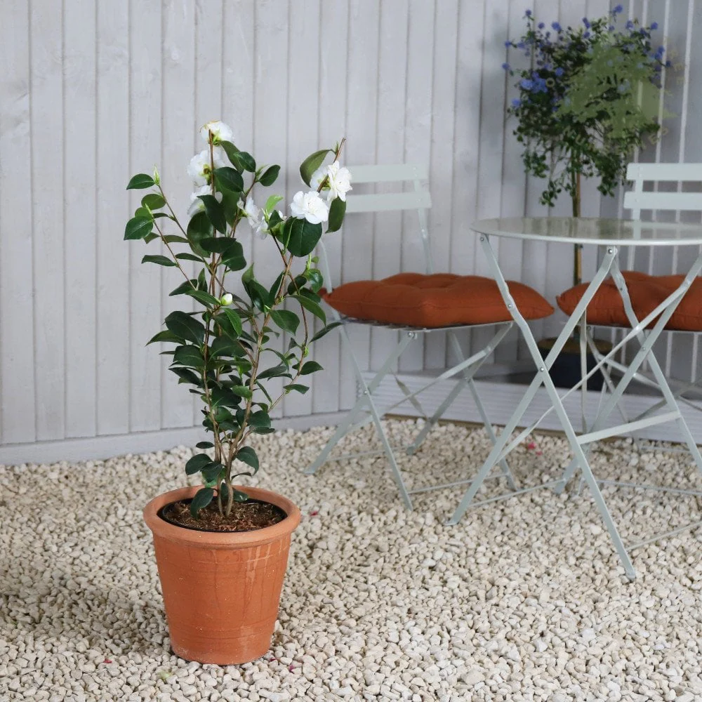 Camellia japonica 'Powder Puff' Shrub - Image 3