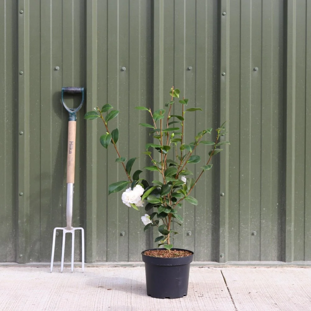 Camellia japonica 'Powder Puff' Shrub - Image 4
