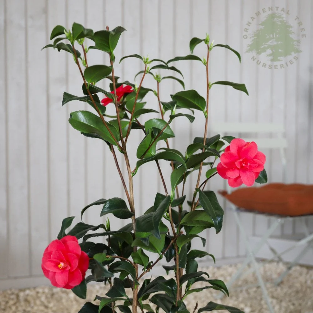 Camellia reticulata 'Mary Williams' Shrub - Image 3