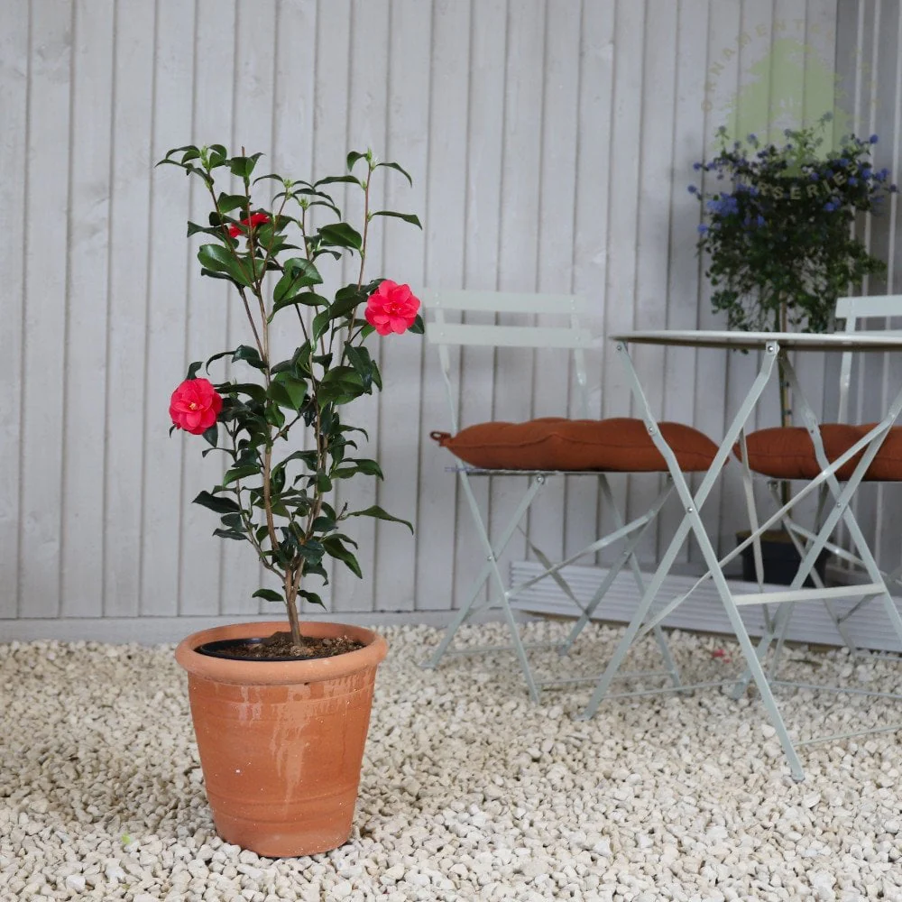 Camellia reticulata 'Mary Williams' Shrub - Image 4