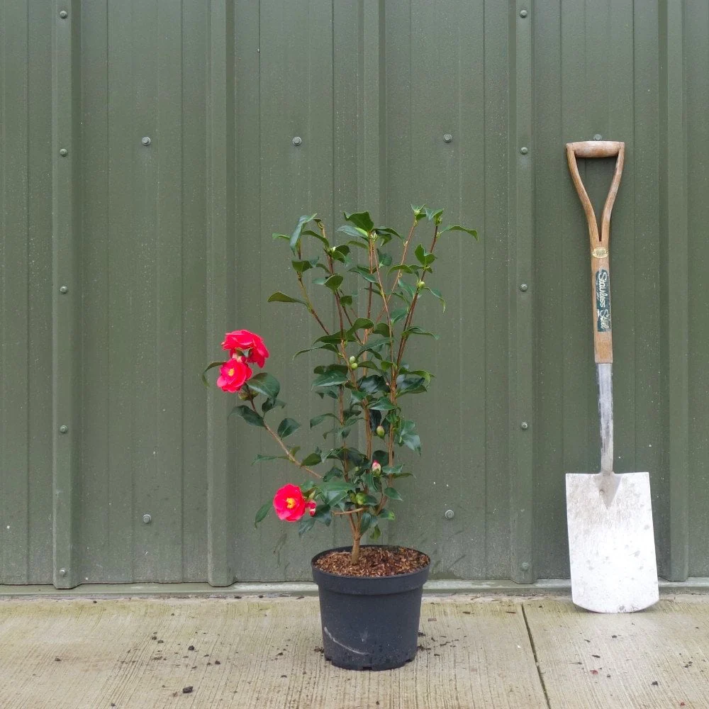 Camellia reticulata 'Mary Williams' Shrub - Image 5