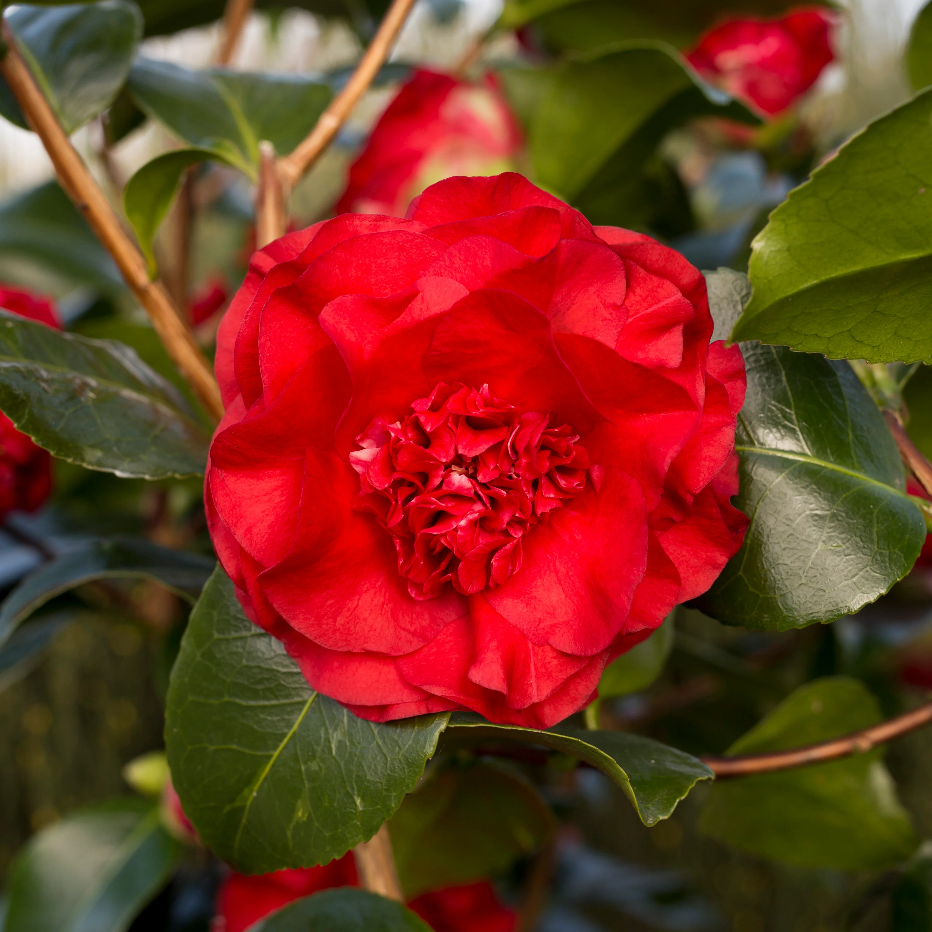 Camellia 'Ruby Wedding' Shrub