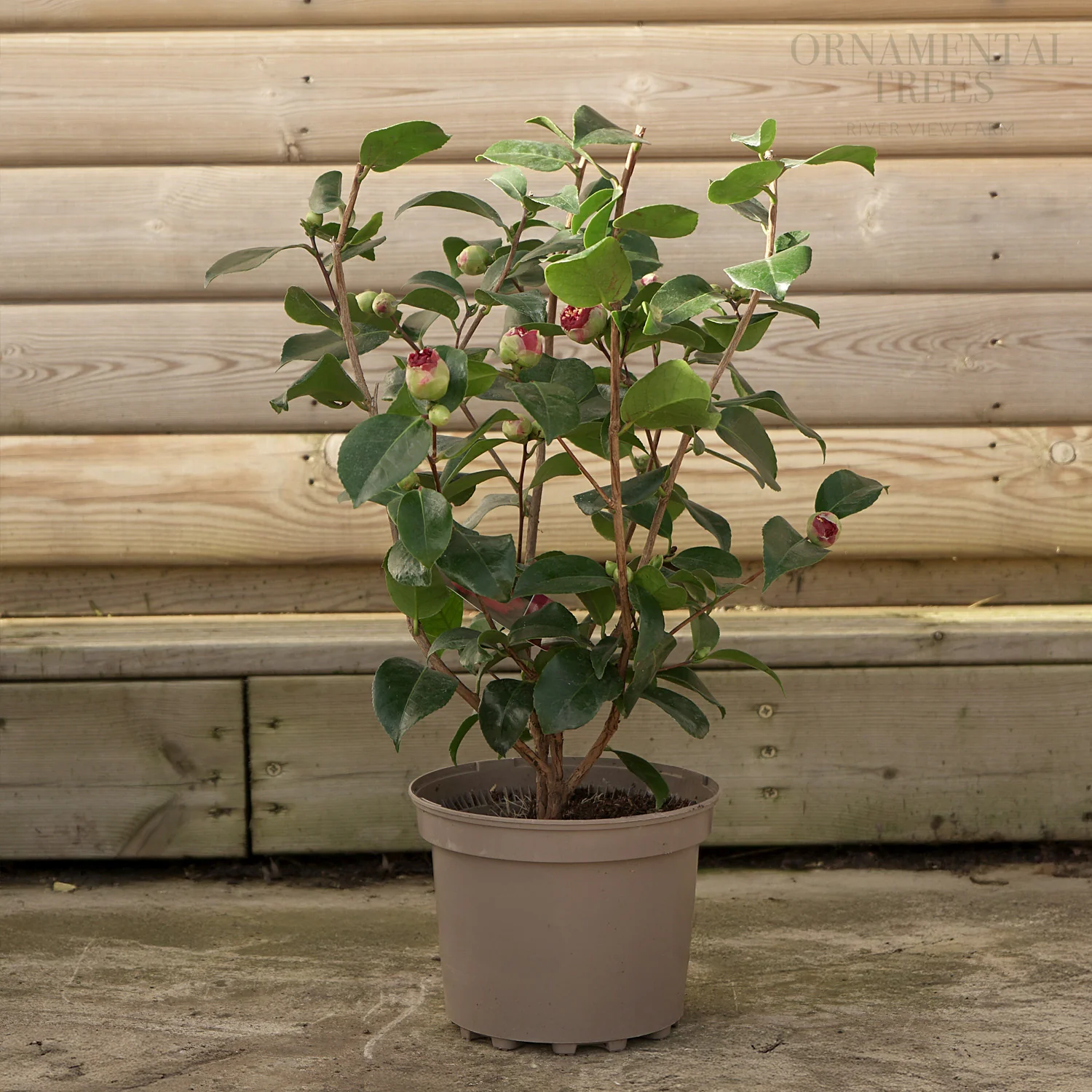 Camellia 'Ruby Wedding' Shrub - Image 2