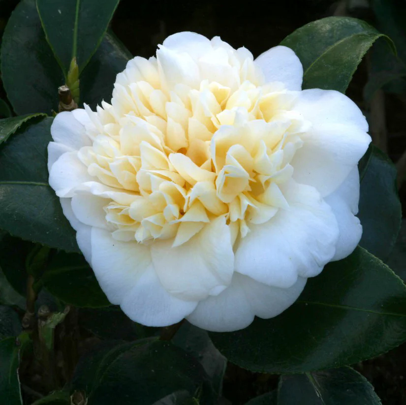 Camellia × williamsii 'Jury's Yellow' Shrub