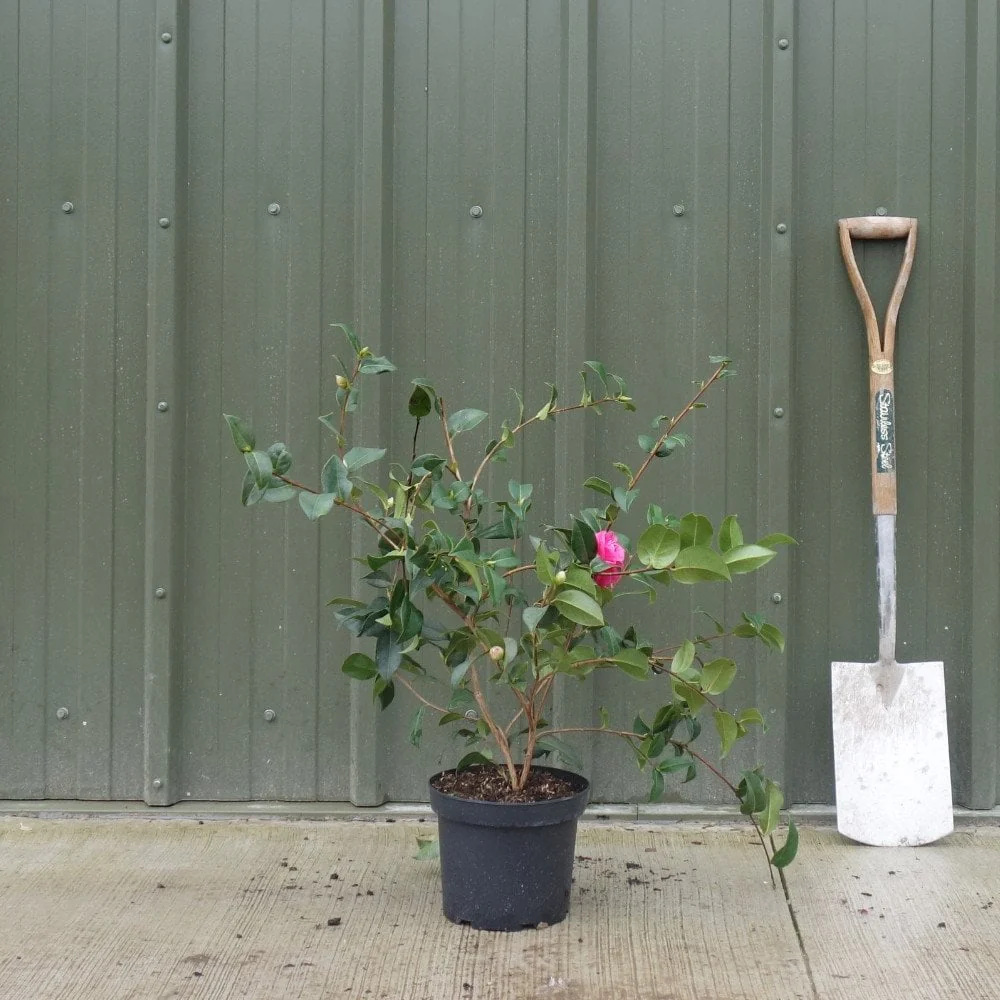 Camellia x williamsii 'Debbie' Shrub - Image 3