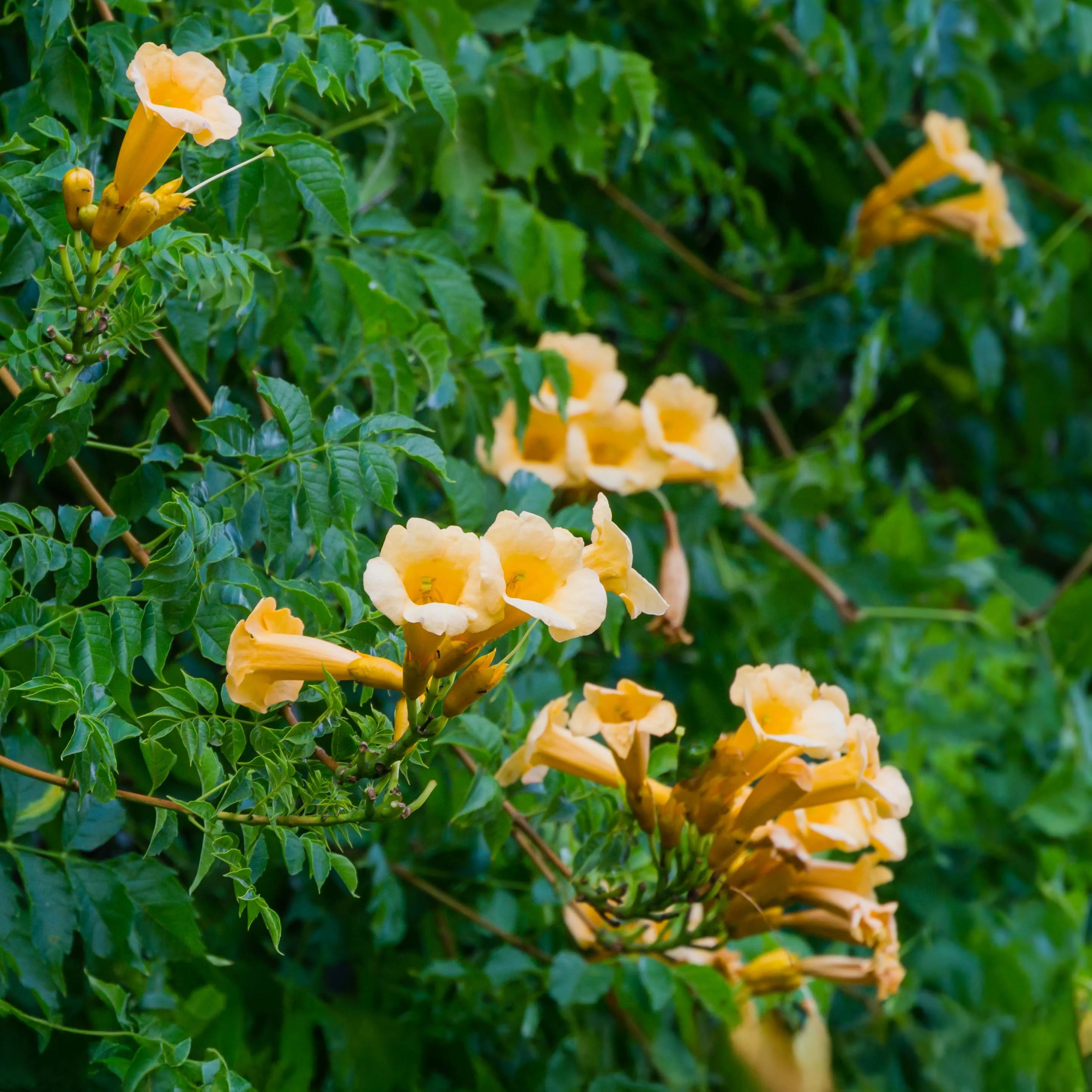 Campsis flava