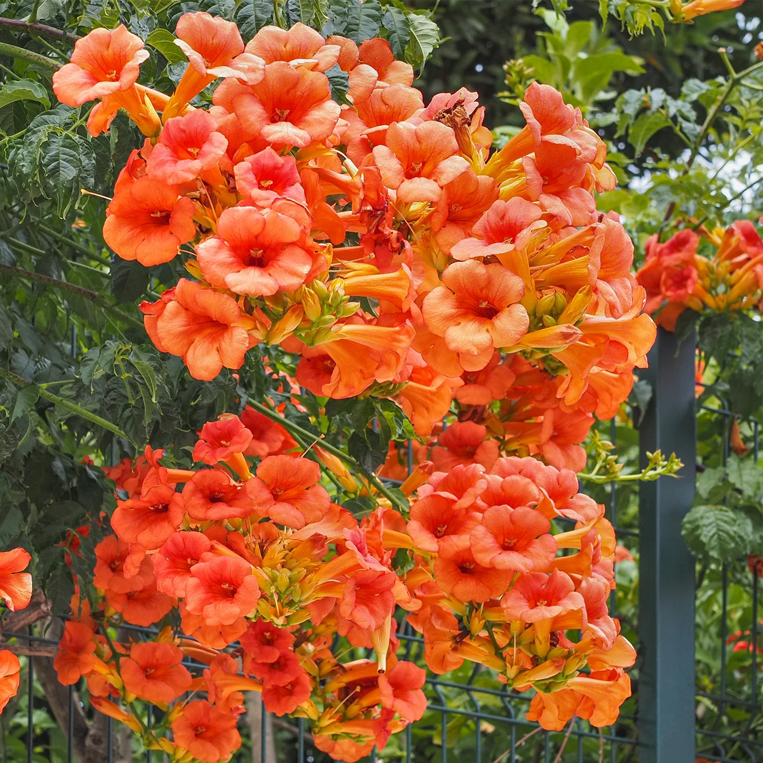 Campsis grandiflora