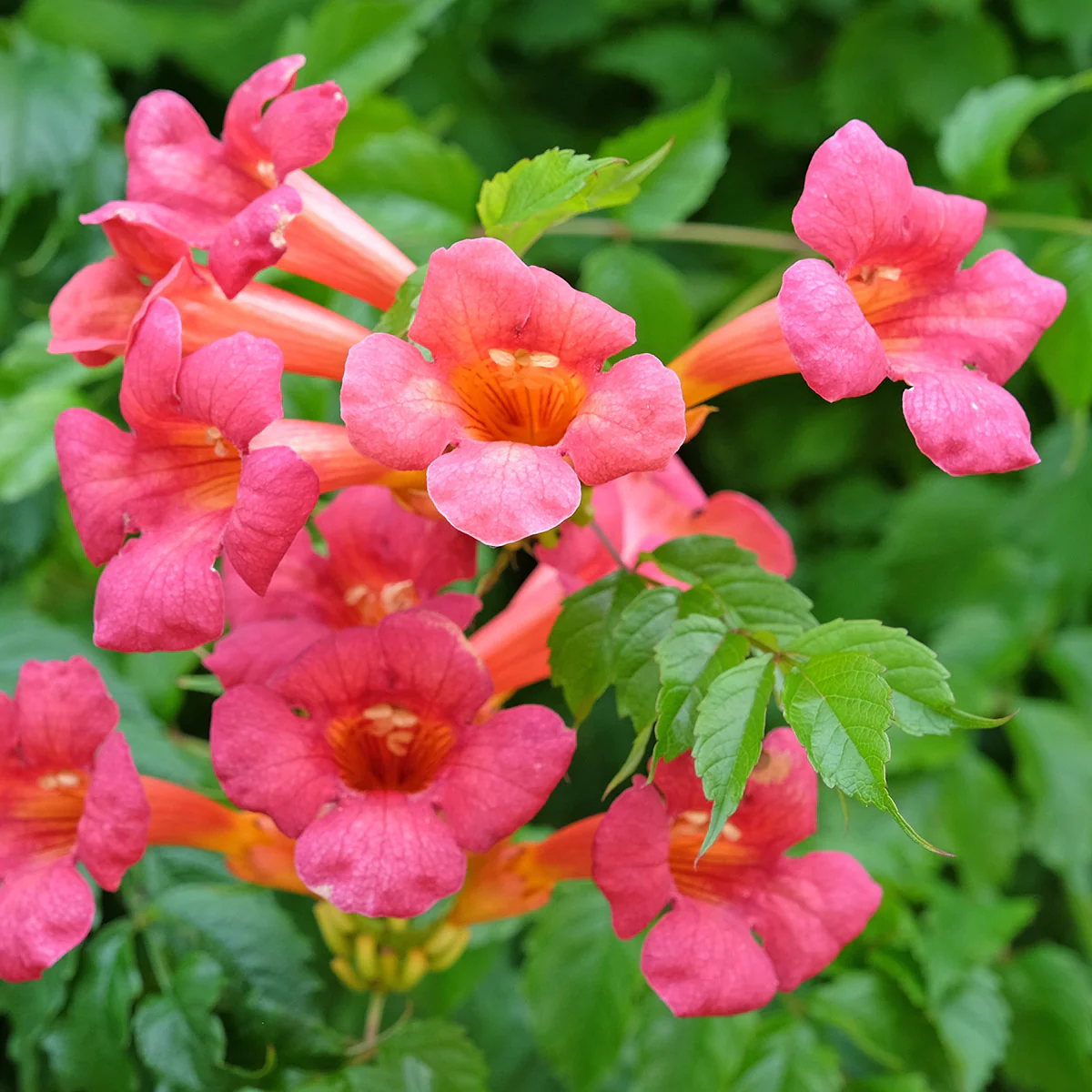 Campsis Madame Galen