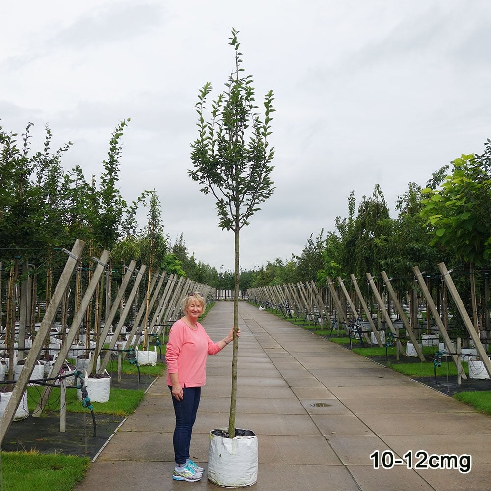 Carpinus betulus 'Fastigiata' Tree - Image 3