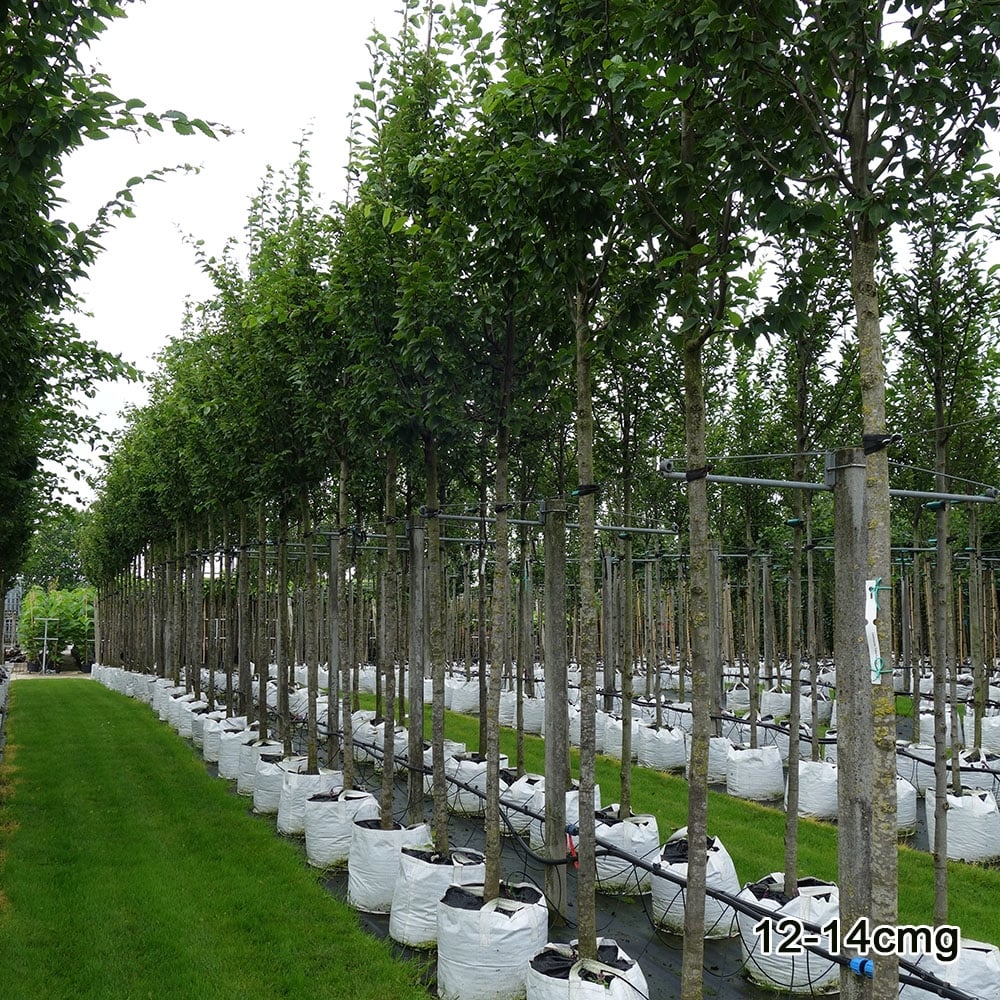 Carpinus betulus 'Fastigiata' Tree - Image 4