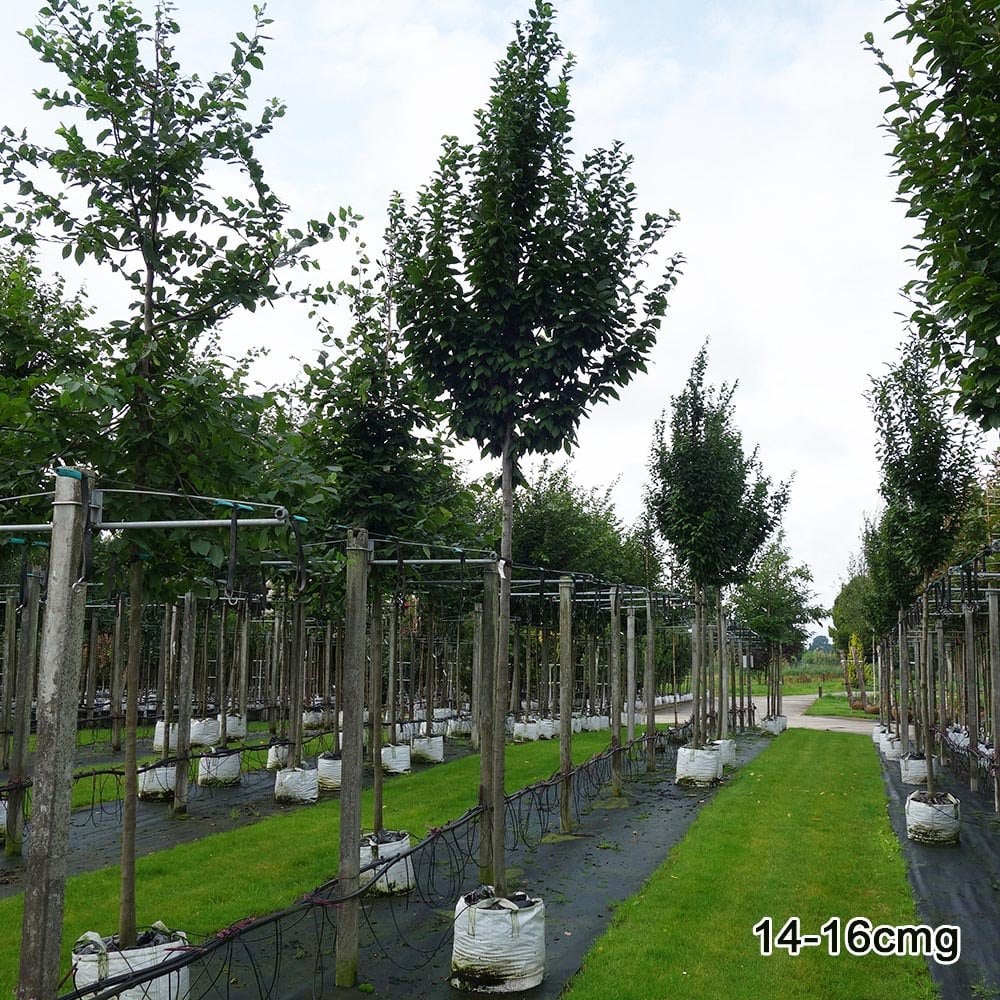 Carpinus betulus 'Fastigiata' Tree - Image 5