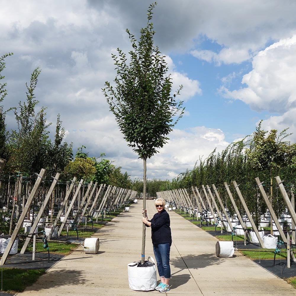 Carpinus betulus 'Fastigiata' Tree - Image 6