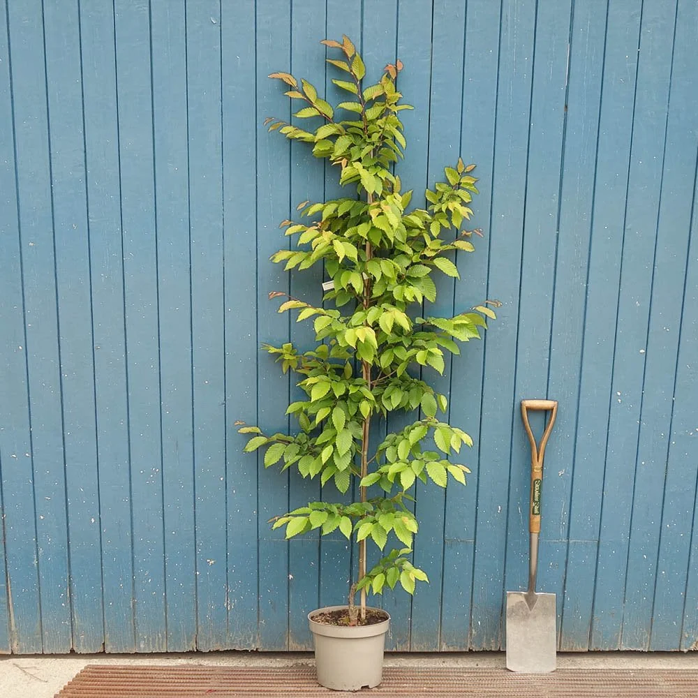 Carpinus betulus 'Frans Fontaine' Tree - Image 3