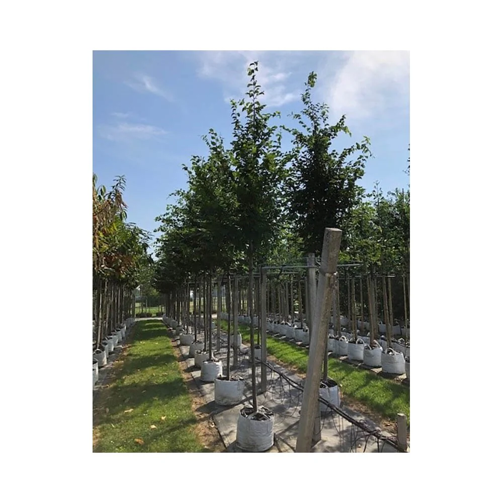 Carpinus betulus 'Frans Fontaine' Tree - Image 4