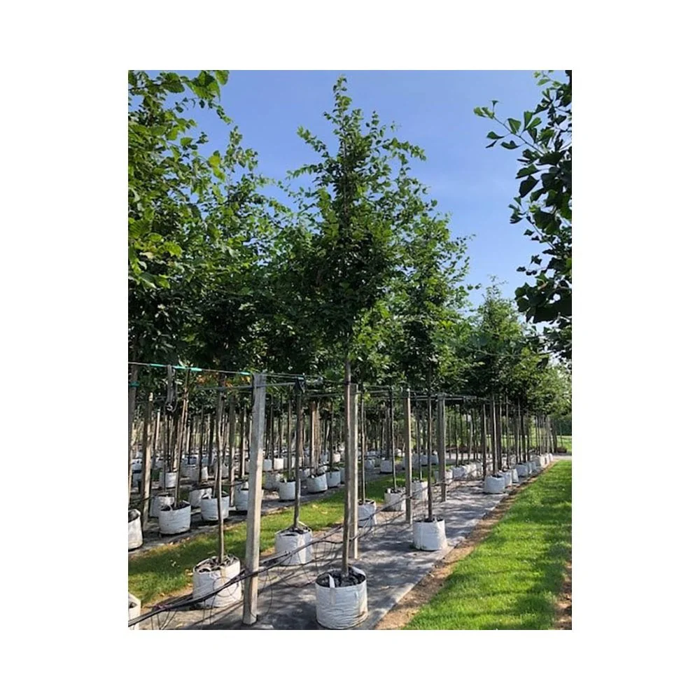 Carpinus betulus 'Frans Fontaine' Tree - Image 5