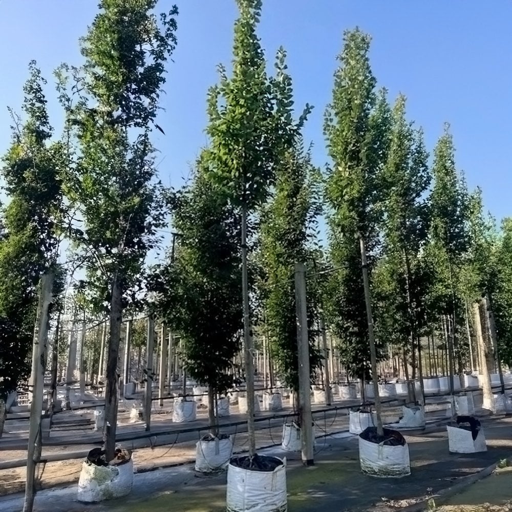 Carpinus betulus 'Lucas' Tree - Image 3