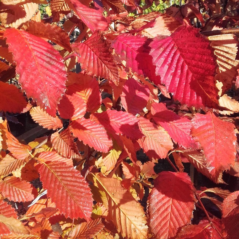 Carpinus betulus 'Rockhampton Red' Tree - Image 3