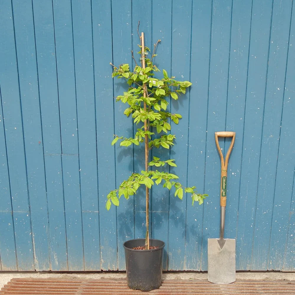 Carpinus betulus 'Rockhampton Red' Tree - Image 4