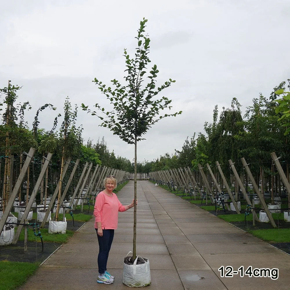 Carpinus betulus Tree - Image 3