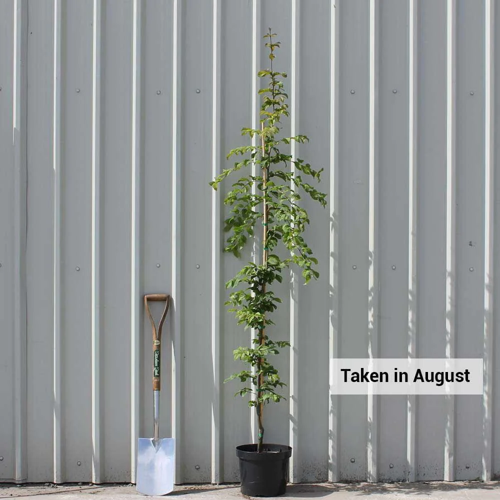 Carpinus betulus Tree - Image 4
