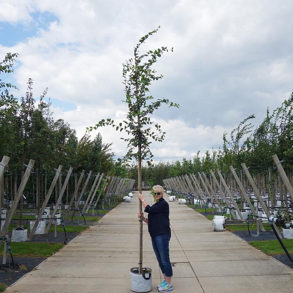 Carpinus betulus Tree - Image 6