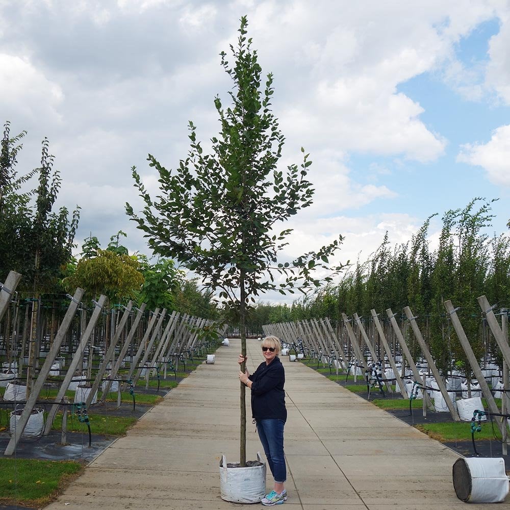 Carpinus betulus Tree - Image 9
