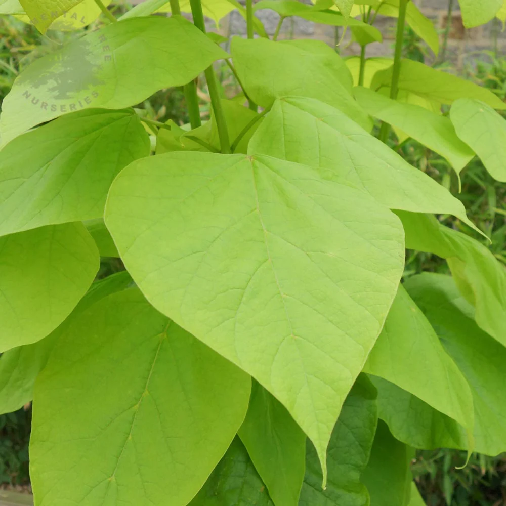 Catalpa bignonioides 'Aurea' Tree