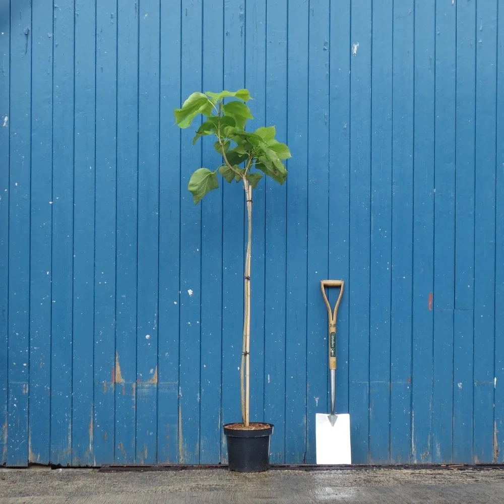 Catalpa bignonioides 'Aurea' Tree - Image 4