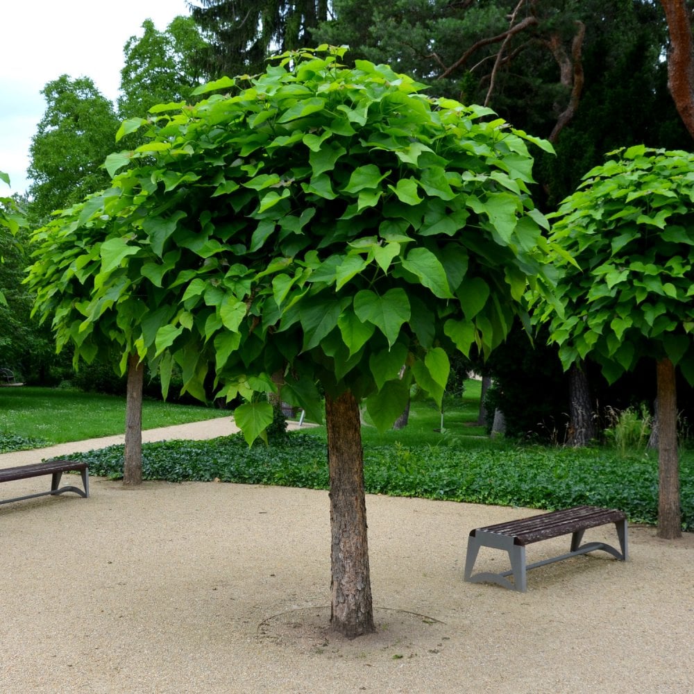 Catalpa bignonioides 'Nana' Tree