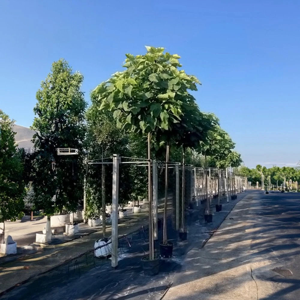 Catalpa bignonioides 'Nana' Tree - Image 3