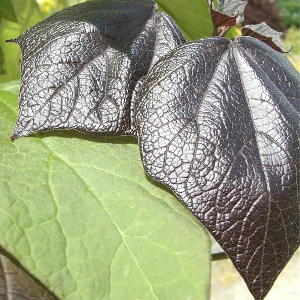 Catalpa erubescens 'Purpurea' Tree - Image 2