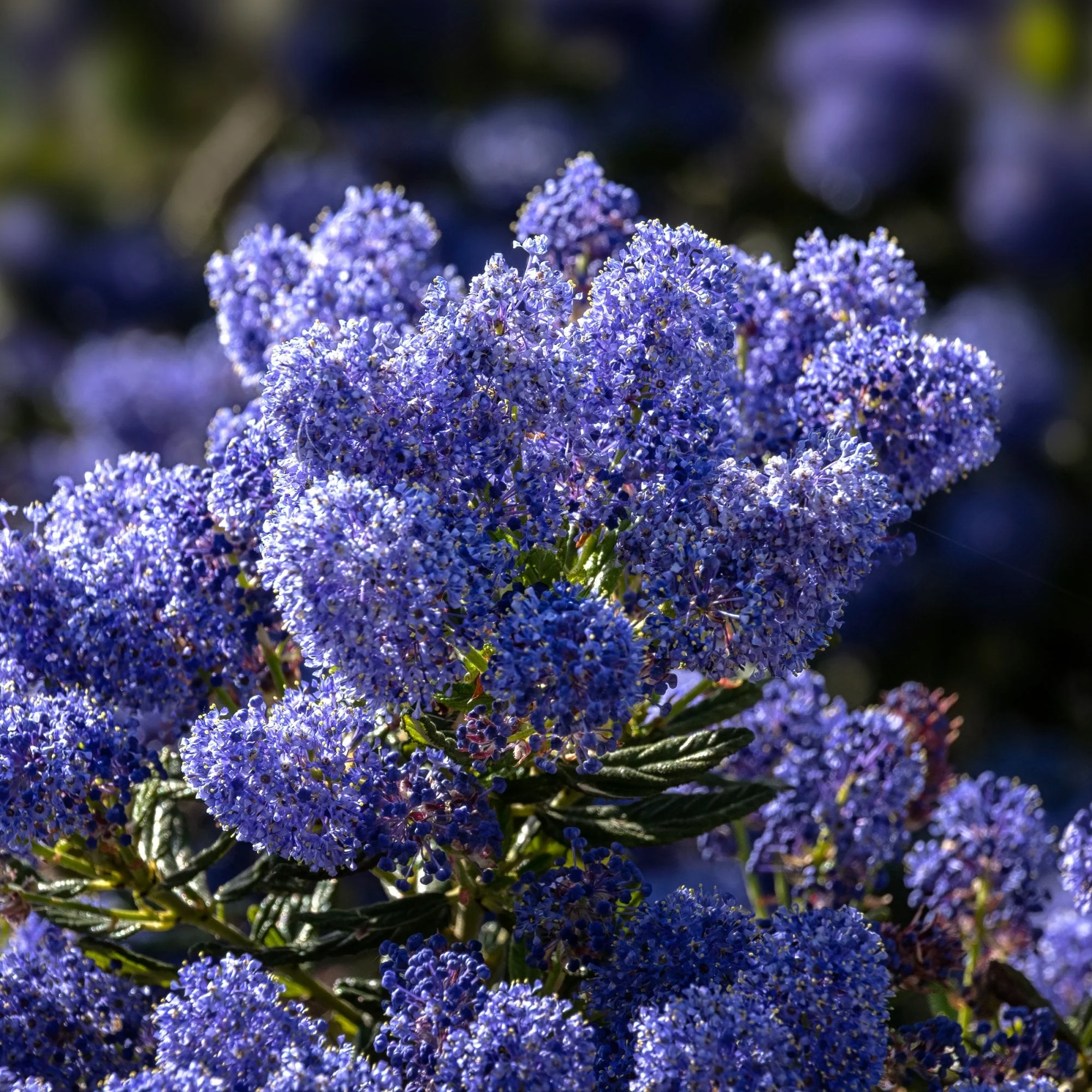 Ceanothus 'Concha' Shrub