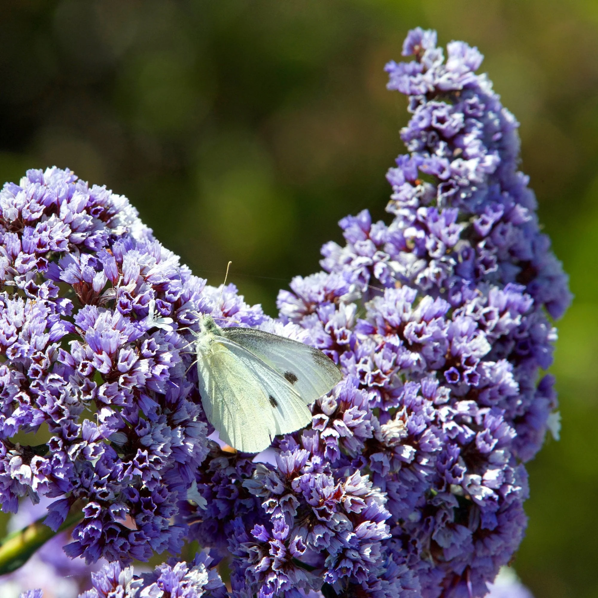 Ceanothus 'Concha' Shrub - Image 2