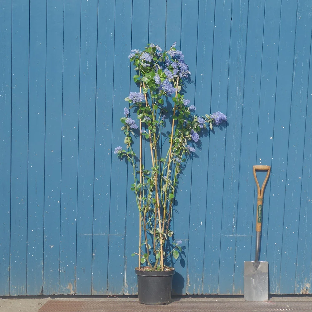 Ceanothus 'Trewithen Blue' - Image 5