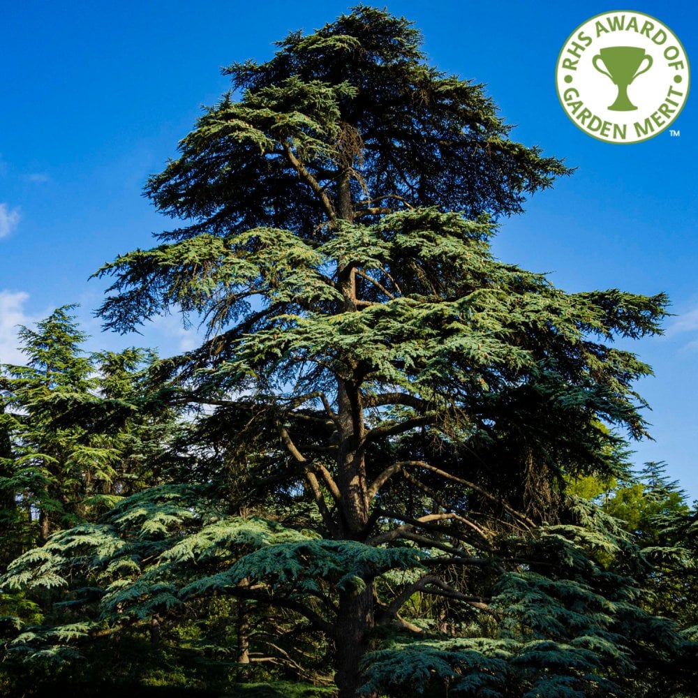 Cedrus libani Tree
