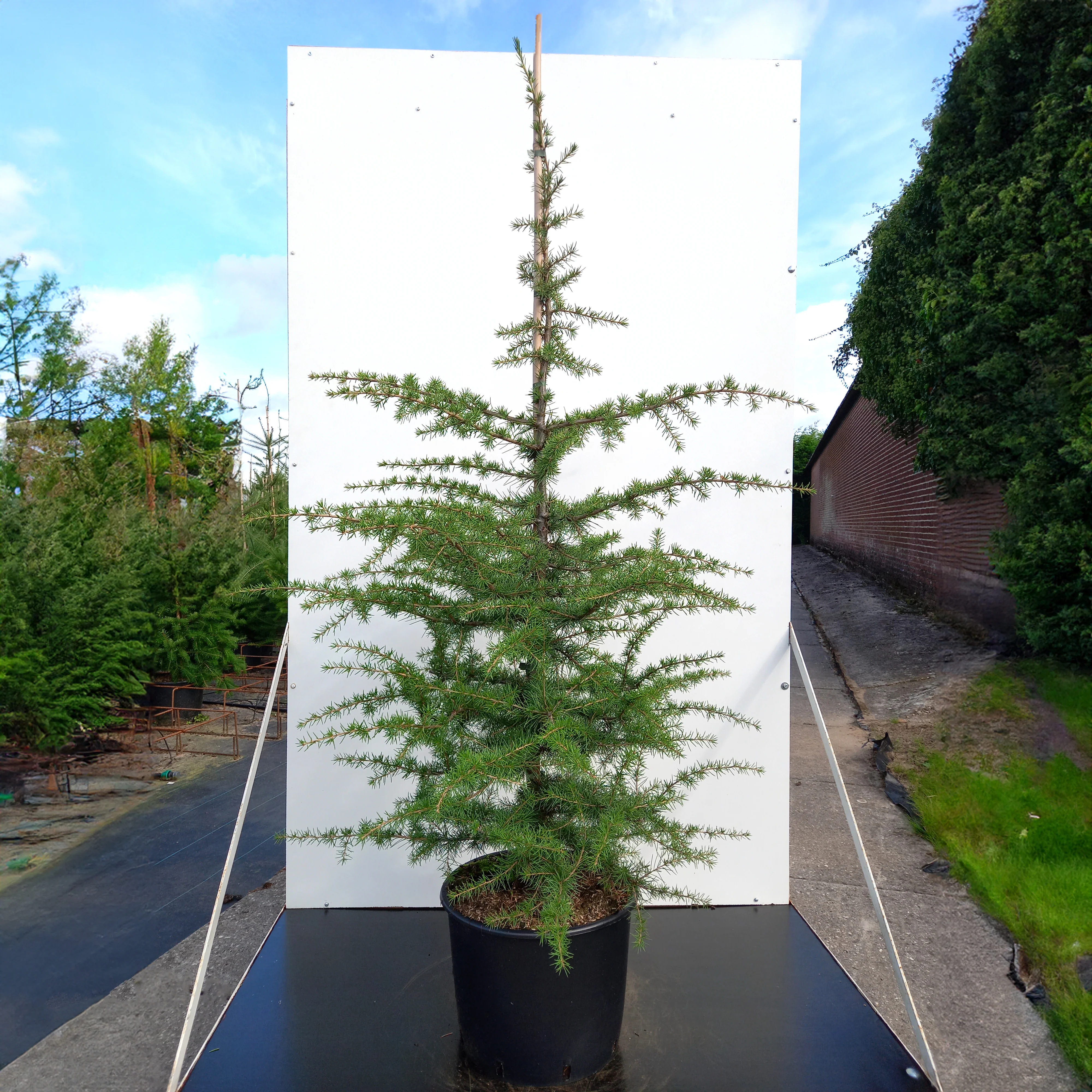 Cedrus libani Tree - Image 2
