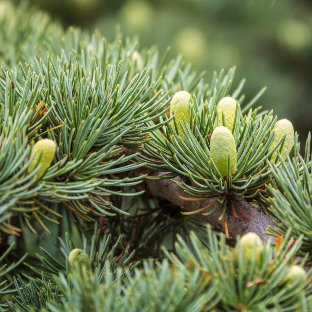 Cedrus libani Tree - Image 3