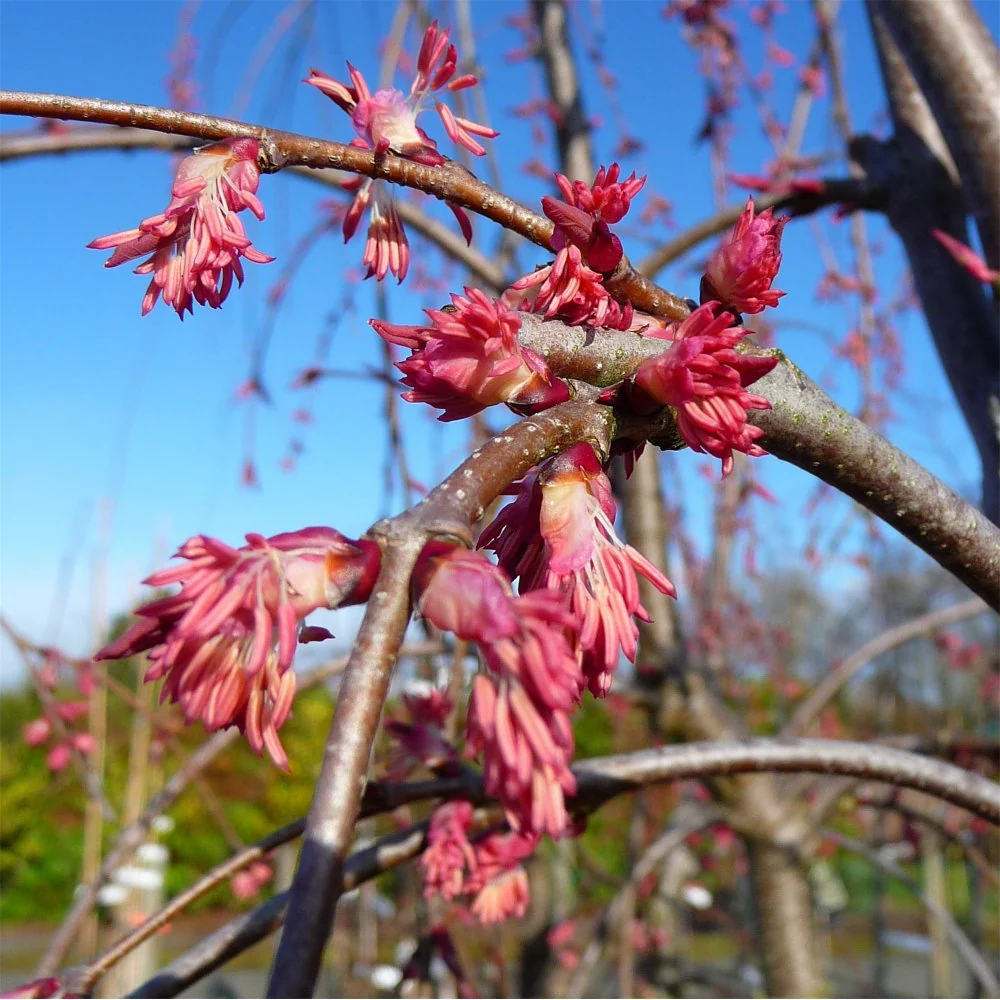 Cercidiphyllum japonicum pendulum Tree