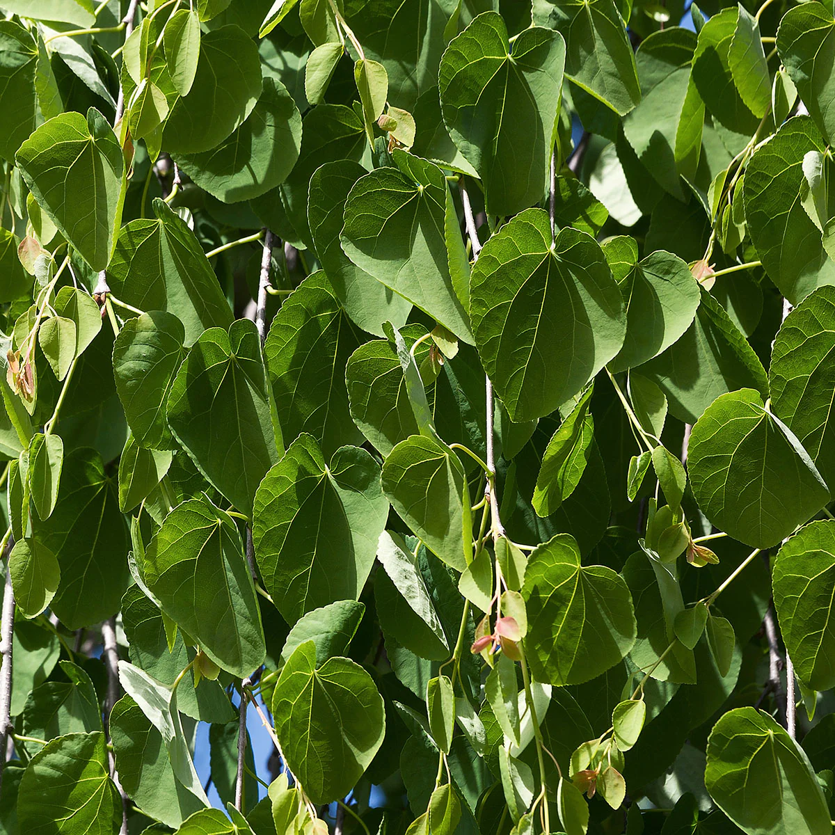 Cercidiphyllum japonicum pendulum Tree - Image 2