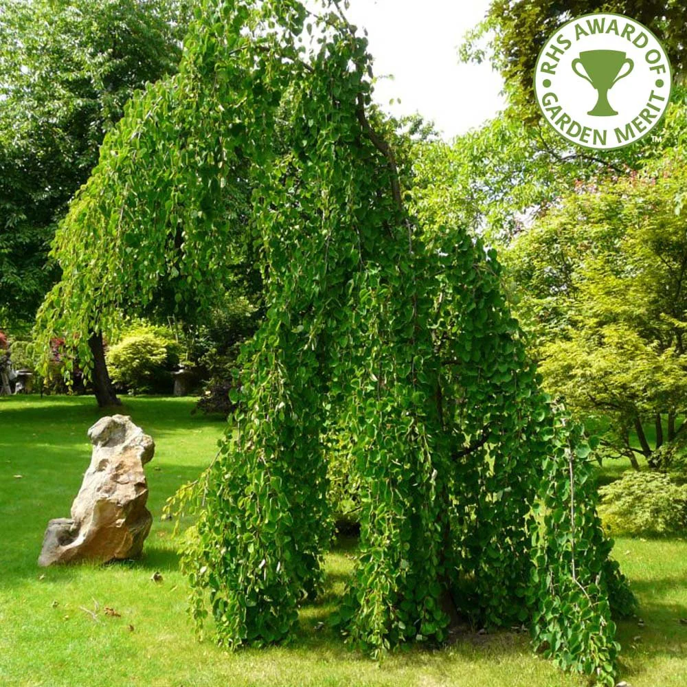 Cercidiphyllum japonicum pendulum Tree - Image 3