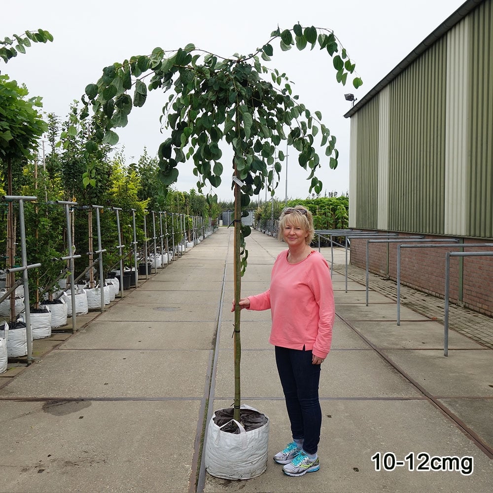 Cercidiphyllum japonicum pendulum Tree - Image 4