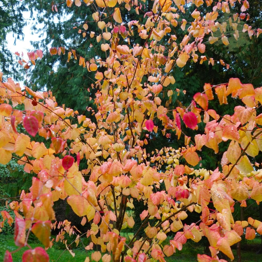 Cercidiphyllum japonicum Tree - Image 3