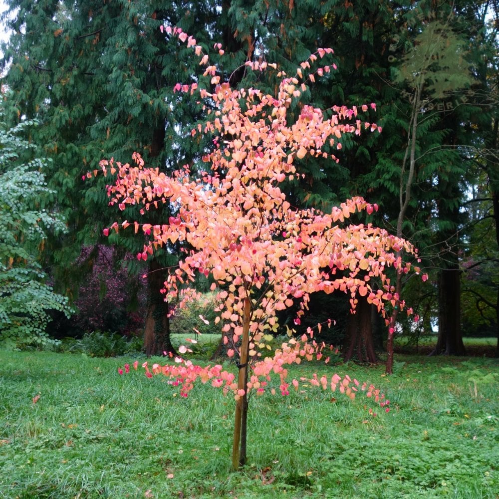 Cercidiphyllum japonicum Tree - Image 4