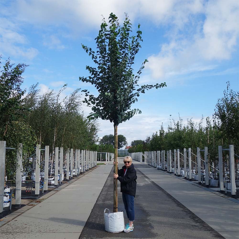 Cercidiphyllum japonicum Tree - Image 8