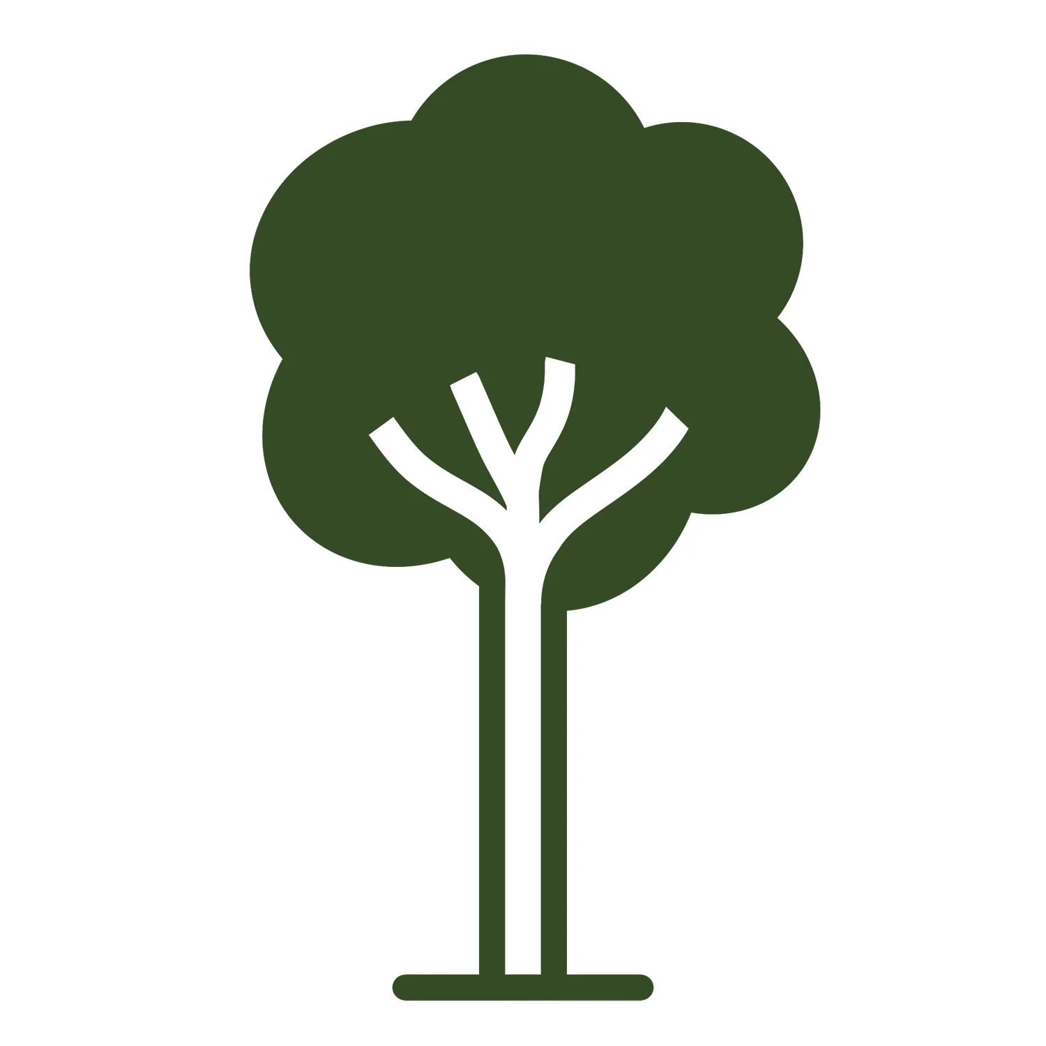 Cercis canadensis Ace of Spades® Tree - Image 3