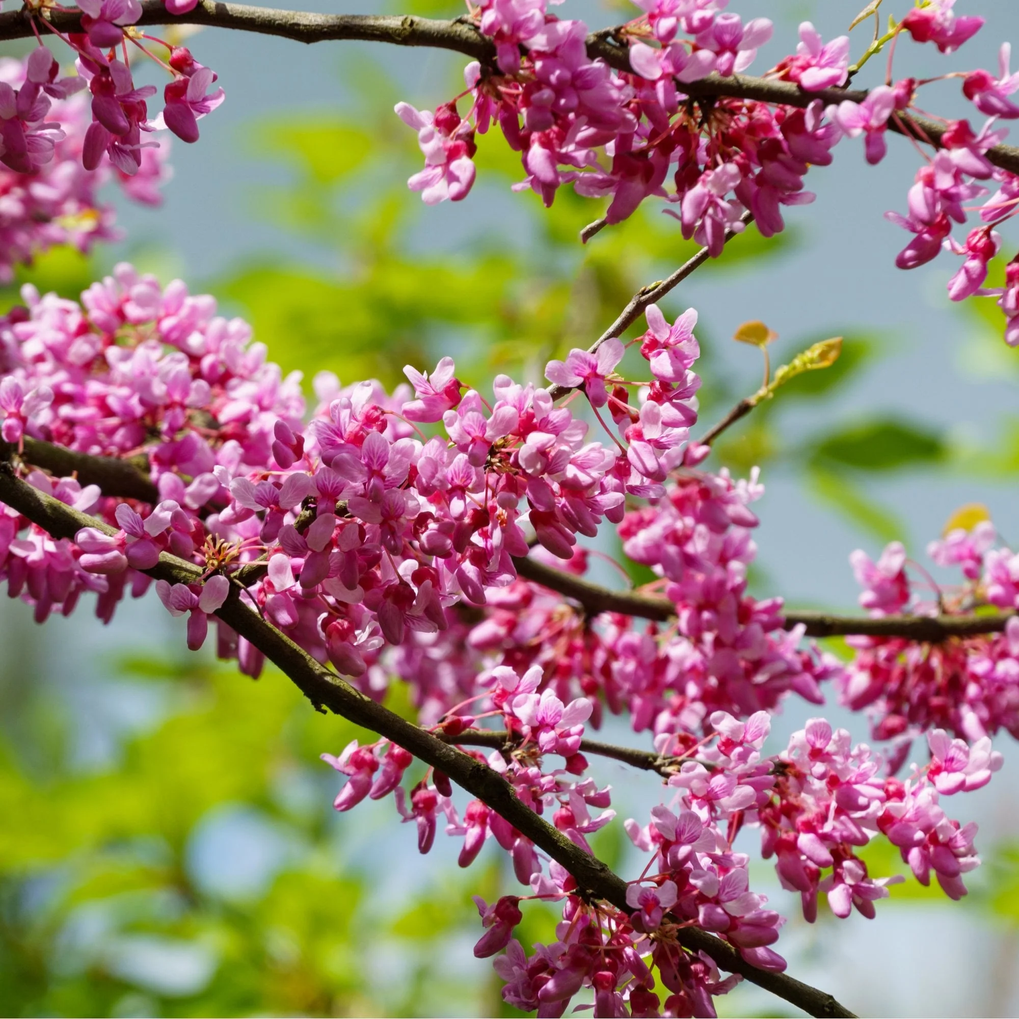 Cercis canadensis Tree