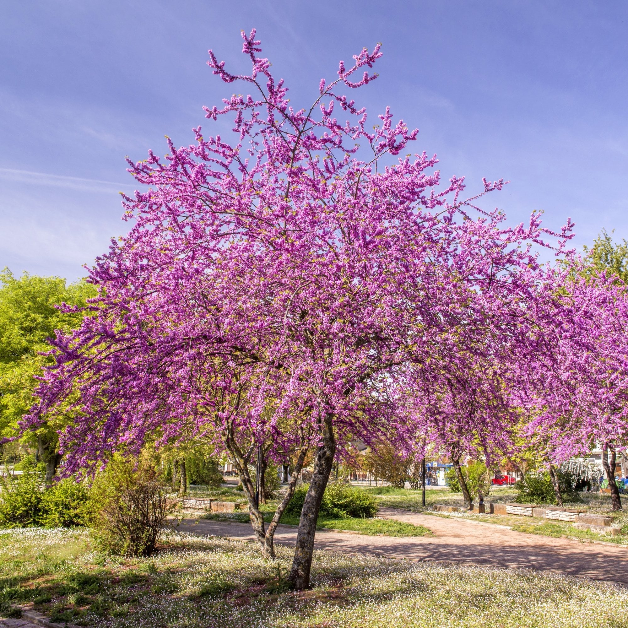 Cercis canadensis Tree - Image 2
