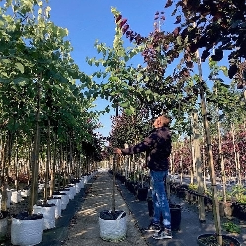 Cercis canadensis Tree - Image 3